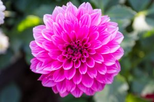Pink Flower