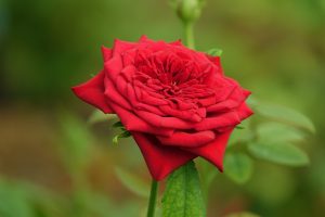 Red Rose
