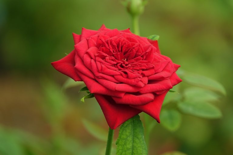 Red Rose