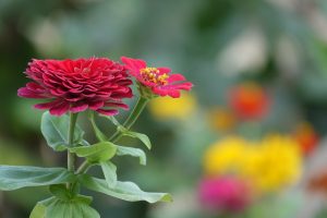 Red Flower